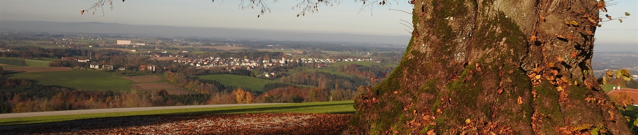 Herbst Hohe Linde